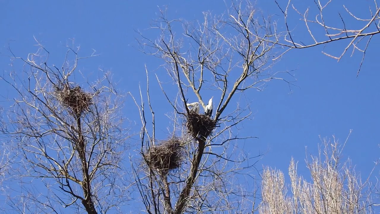 Junge Graureiher im Nest - Young Grey herons in their nest
