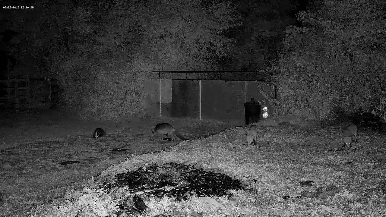 Four Foxes and Two Badgers
