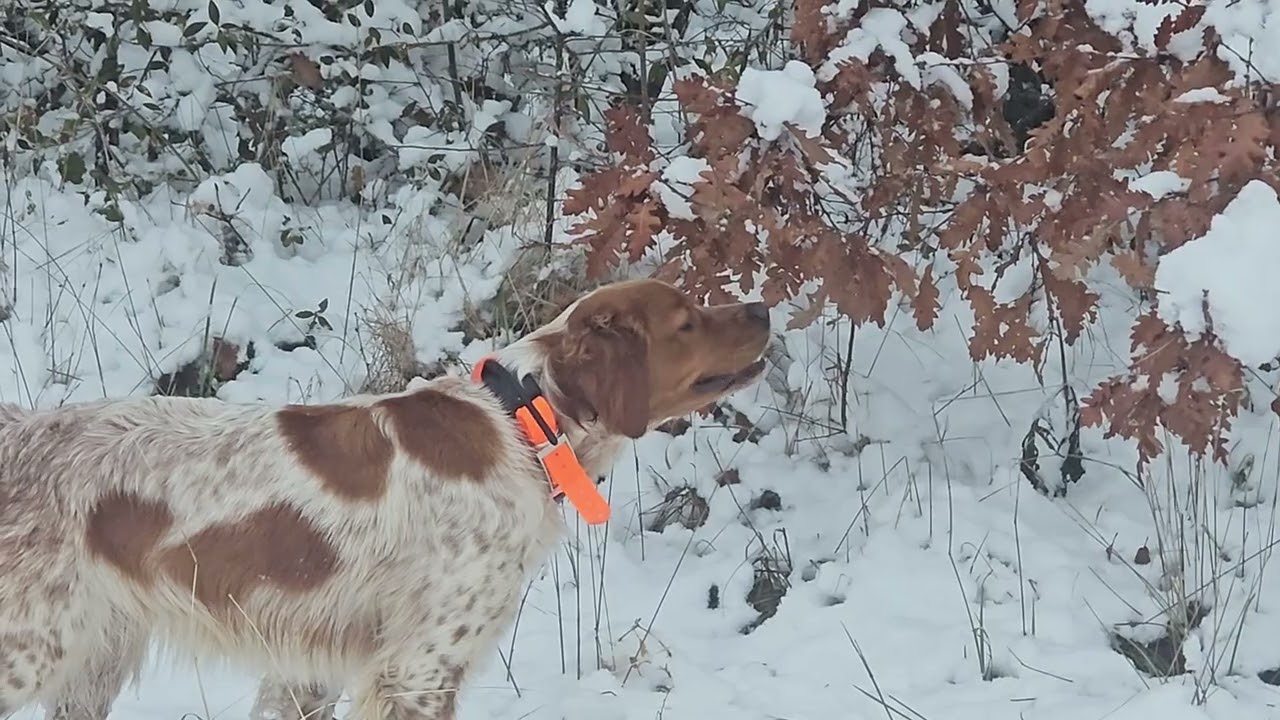 Caccia alla beccaccia I Woodcock hunting I Çulluk avi I Pinin prvi snijeg