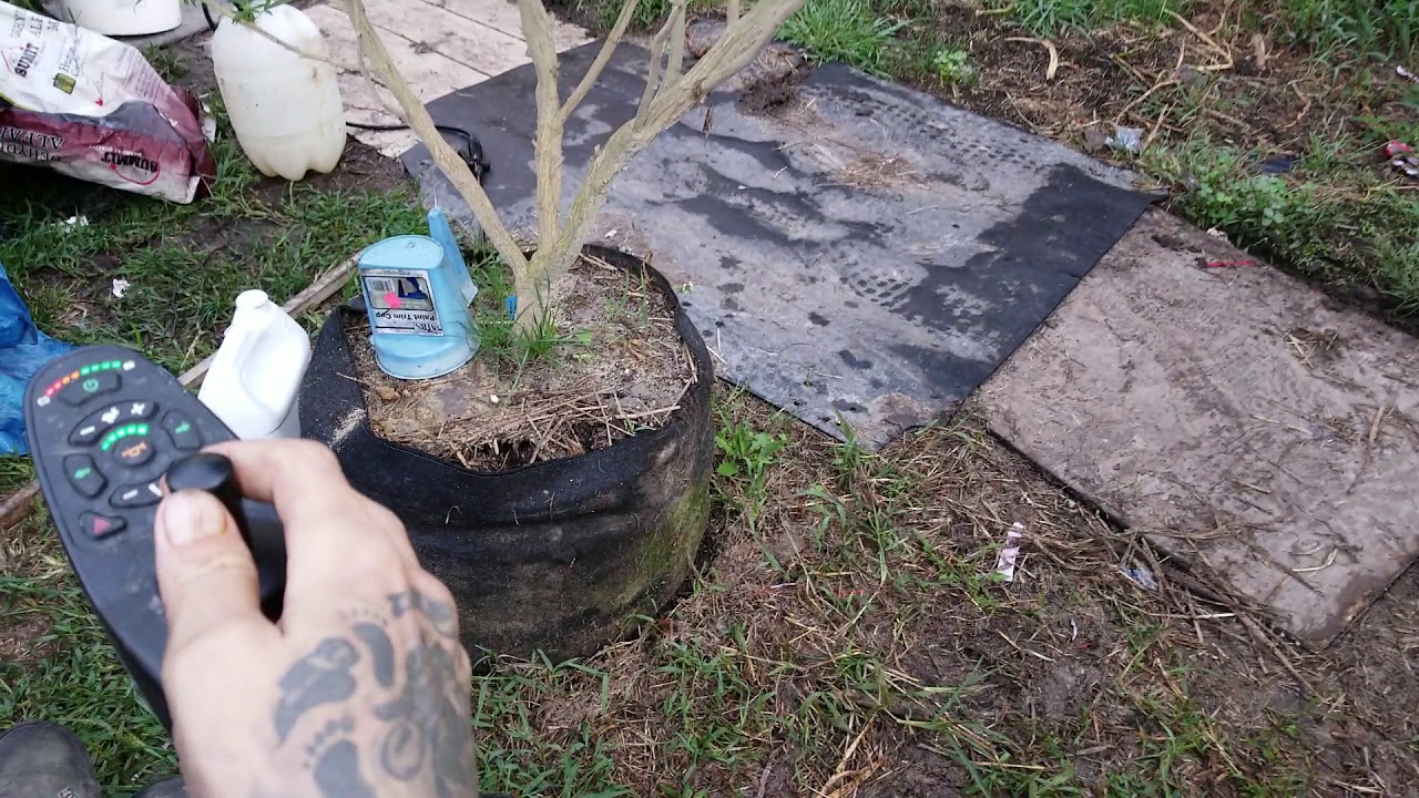 Outdoor Marijuana  flowering tips