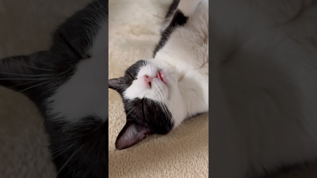 ペッタンコやな