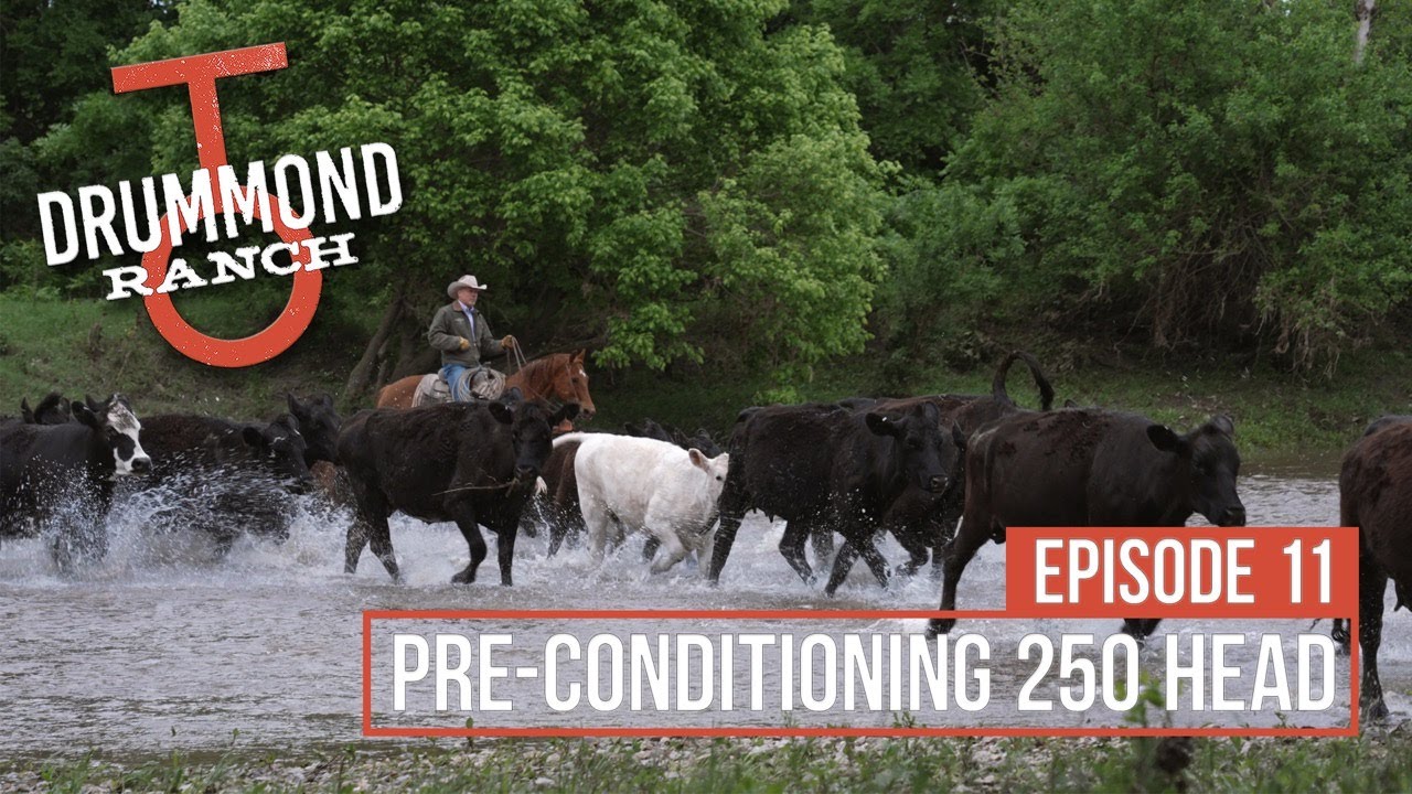 Pre-Conditioning 250 Head