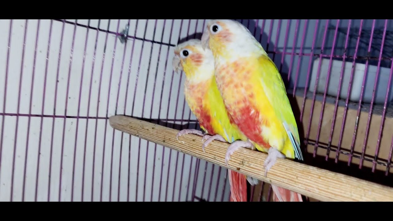 اسرار تفريخ البينابول كونيور 🦜مع 👌 أحمد روبى 📲 01125781835  📲015555868956