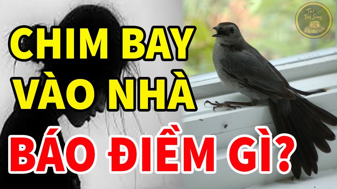 Chim Bay Vào Nhà Là Lộc Trời Ban Hay Báo Hiệu Xui Xẻo? Biết Sớm Để Tránh Họa