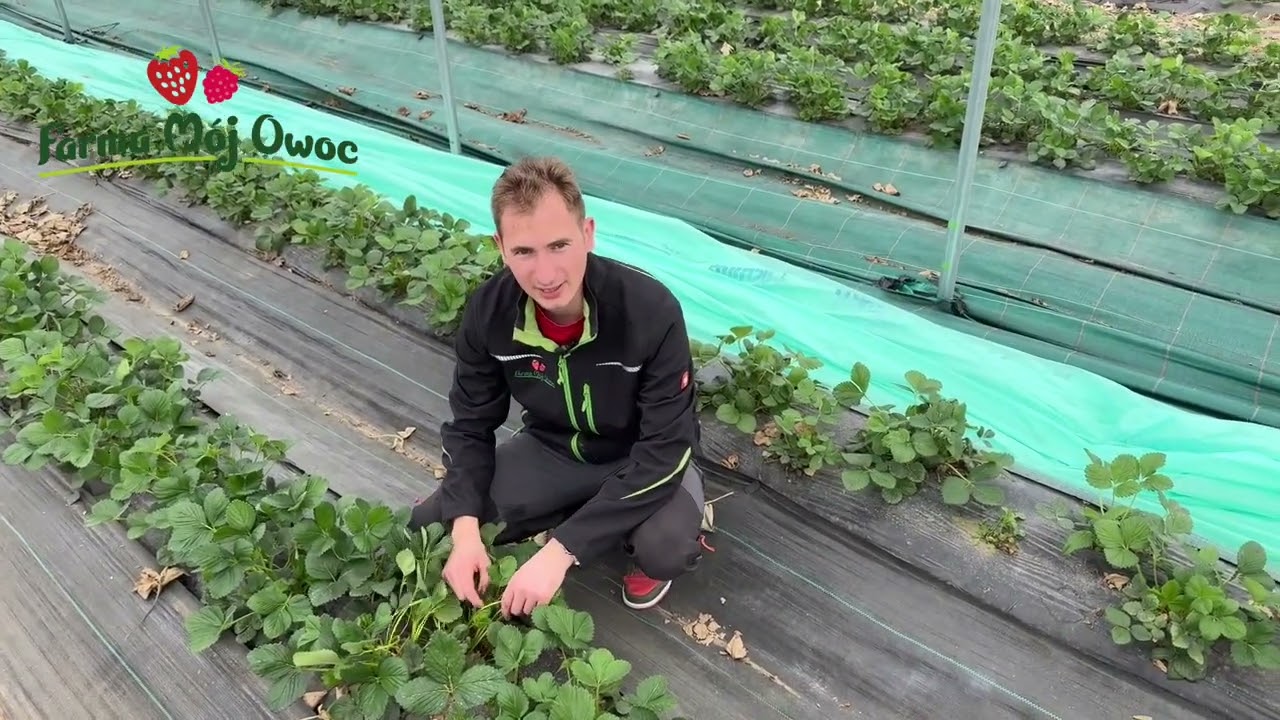 Zielona włóknina przyspiesza? LutrasilPro Boosting Green