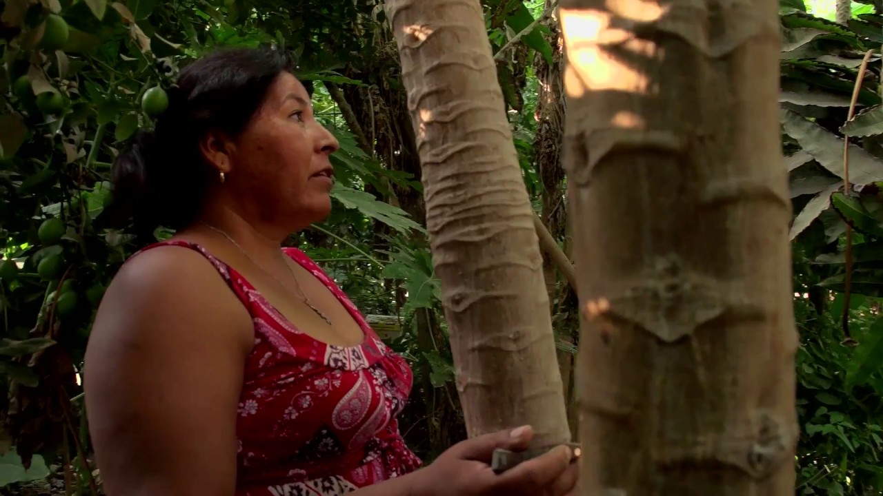 Vida Humana en el desierto: Una Selva en el Desierto.