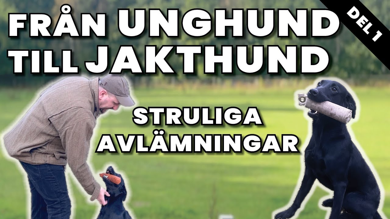 Strulig Start på en Jaktlabbes resa till färdig Apportör - Del 1