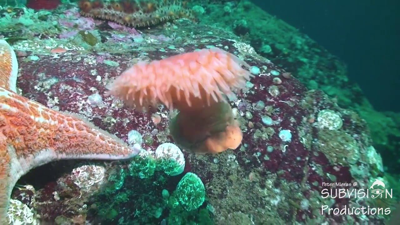 British Columbia, Barkley Sound