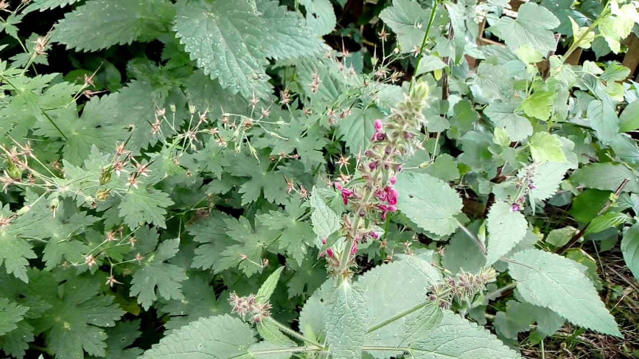 A Bee-friendly wildlife garden in Surrey