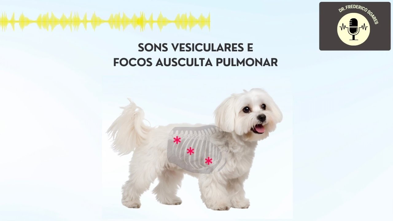 Sons vesiculares e focos de ausculta pulmonar | EP. 22