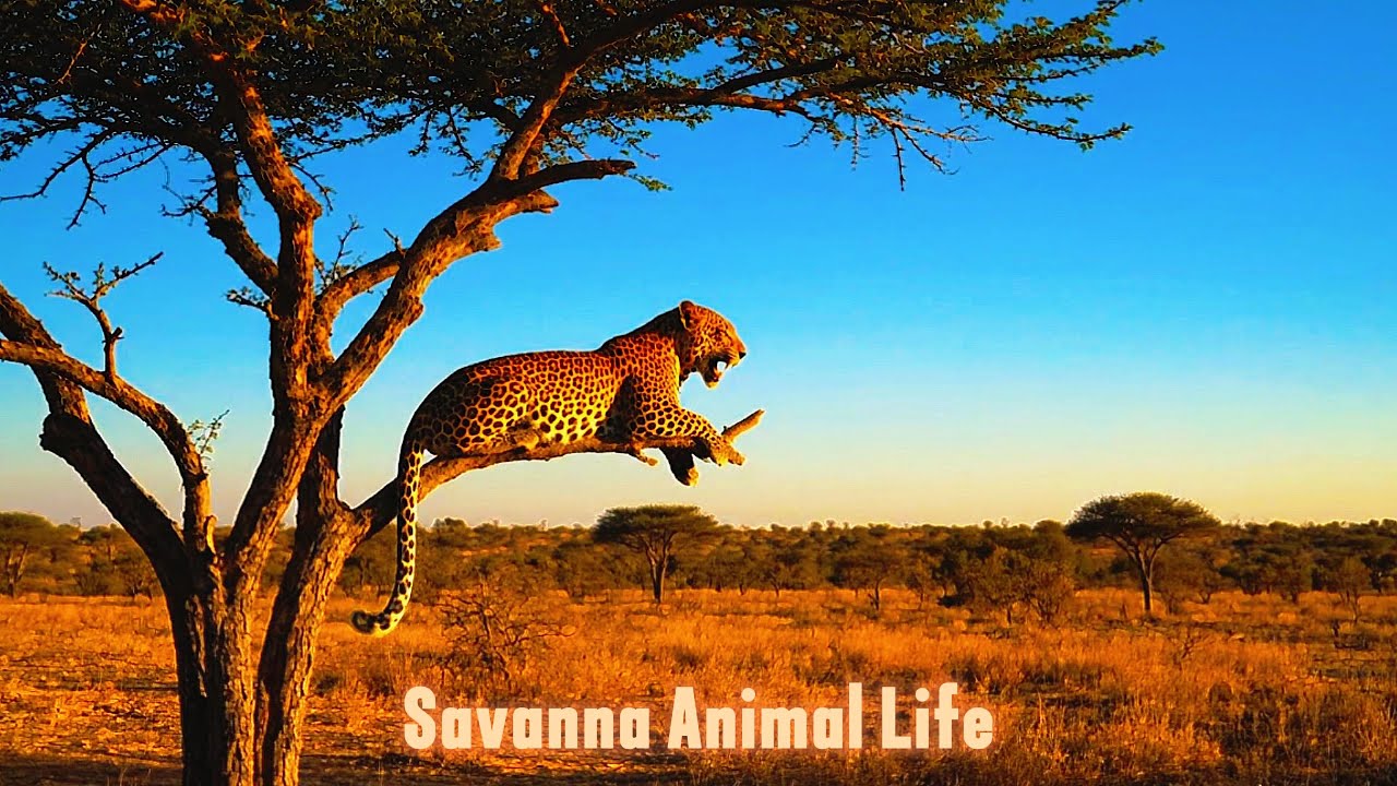 The Great Plains of Africa: Understanding the Savanna Ecosystem