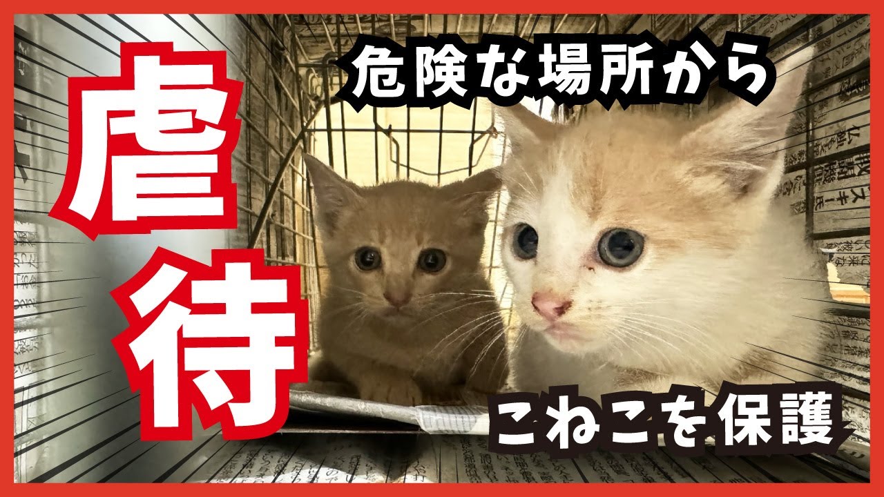 【子猫を棒で叩く!?】危険な場所から保護した子猫が可愛く成長する姿を見守ってください。