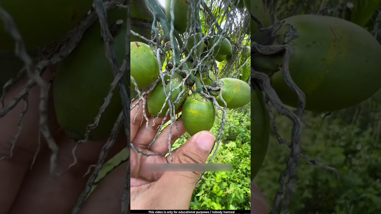 This is the betel nut fruit, which grows on a tree called the Areca palm 😲l #betelnut