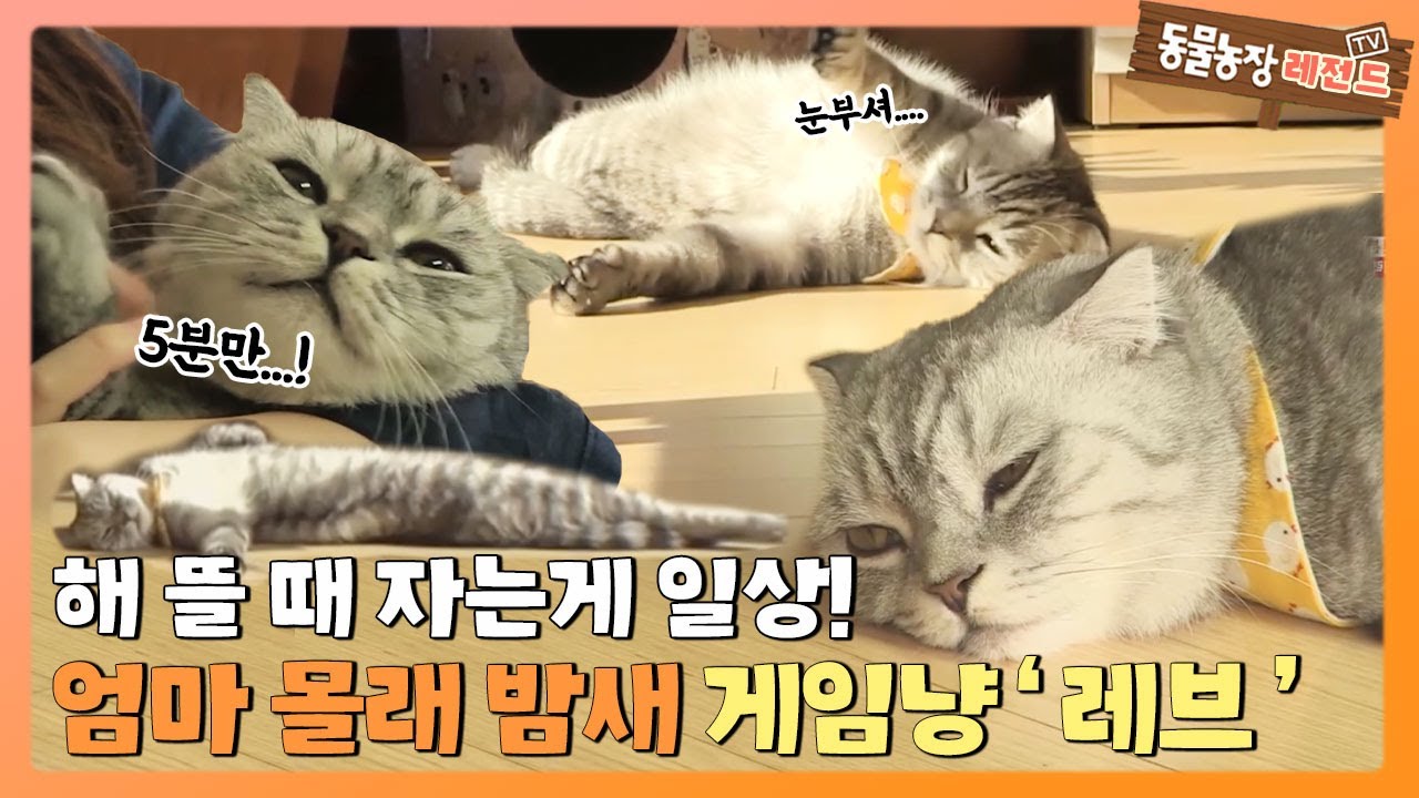 [TV 동물농장 레전드/SUB] 이것은 내 모습...? 밤낮 바뀐 무기력의 진수! 고양이 ‘레브’ 풀버전 다시 보기 #TV동물농장 #AnimalFarm #SBSstory