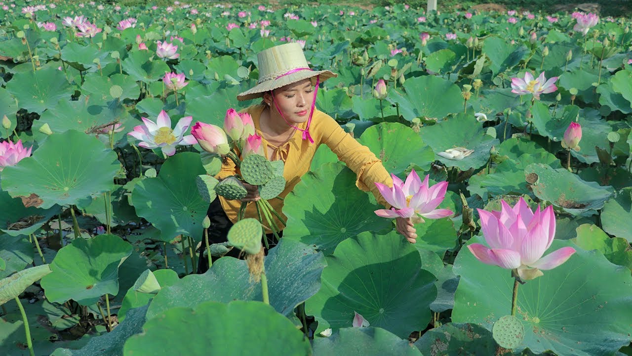 Cooking Lotus Dessert Recipes and Crispy Lotus Flowers In my Homeland