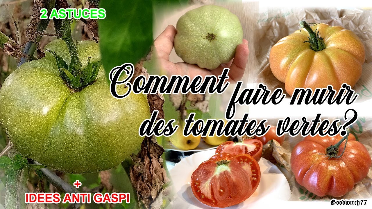 Tomates :comment faire murir, rougir les tomates vertes? Test 2 astuces + recettes antigaspi
