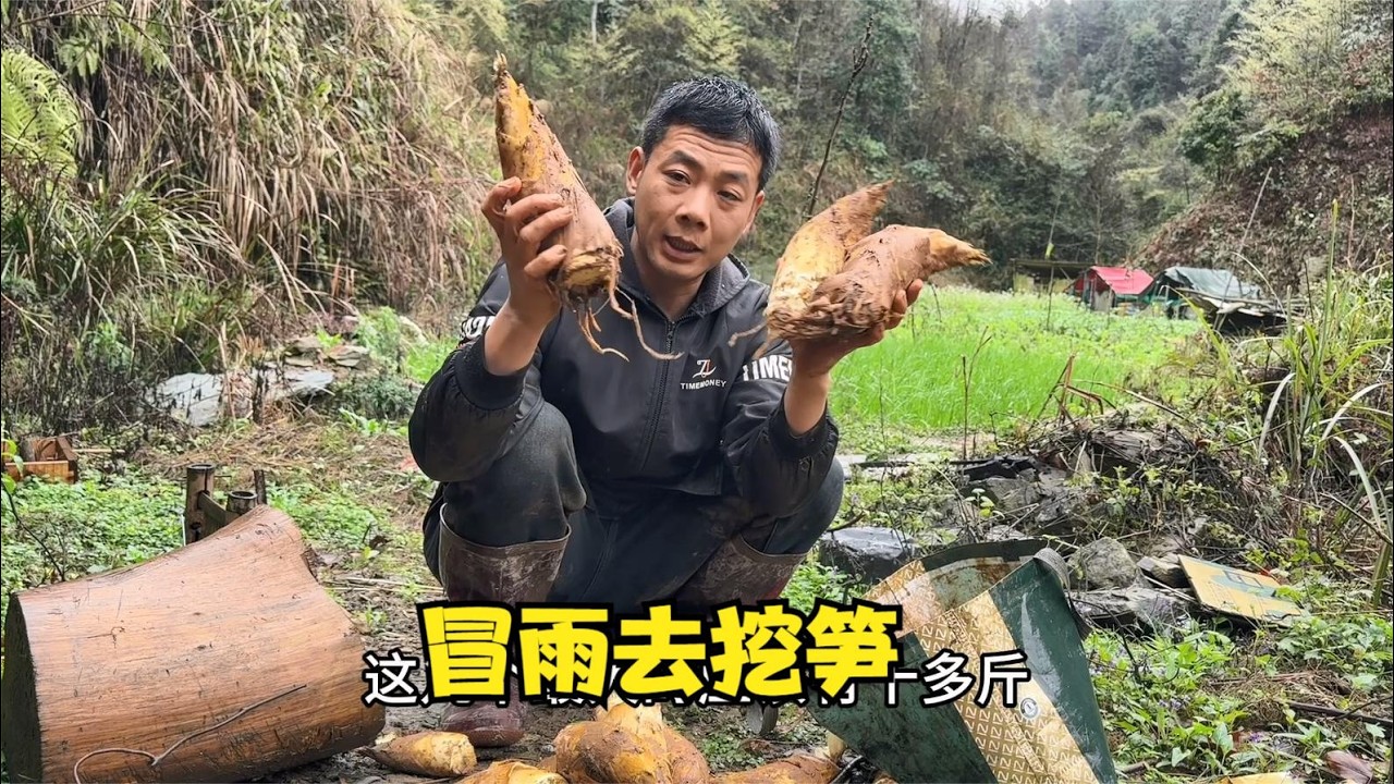 雨锅真是闲不住，种完黑老虎苗还冒雨去山上挖冬笋