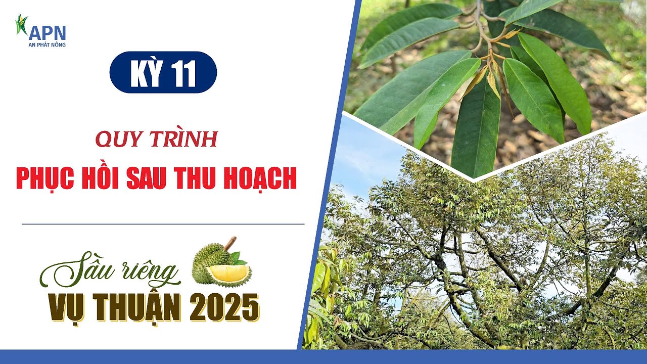 APN - QUY TRÌNH PHỤC HỒI VƯỜN SẦU RIÊNG SAU THU HOẠCH