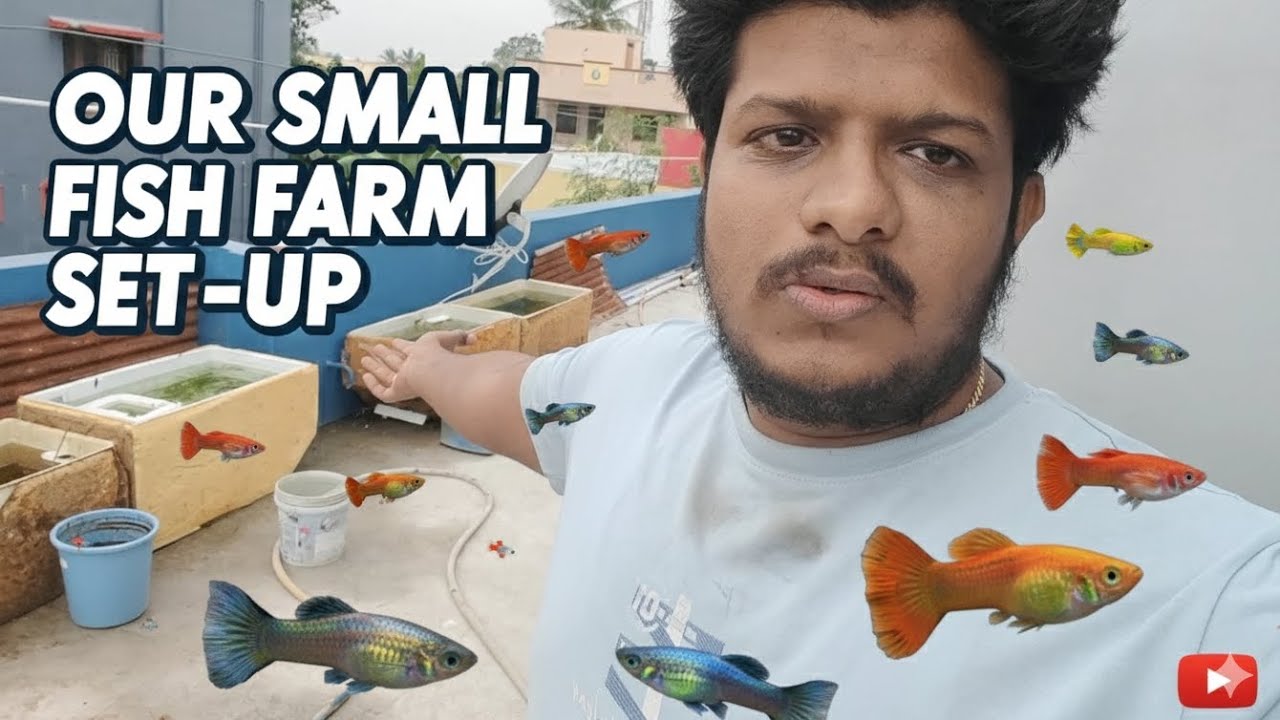 Namma kutty fish farm set-up #aquarium #fishkeepinghobby #aquariumfish 