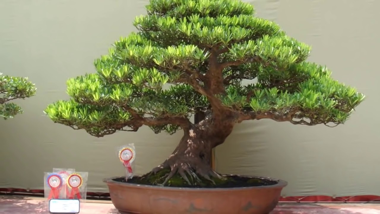 Indonesian bonsai exhibition