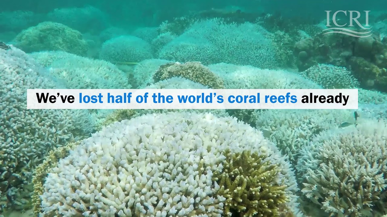 The value of healthy coral reef ecosystems