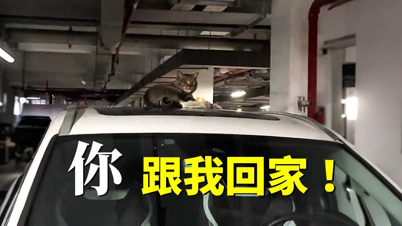 醉酒後抓了一隻貓回家