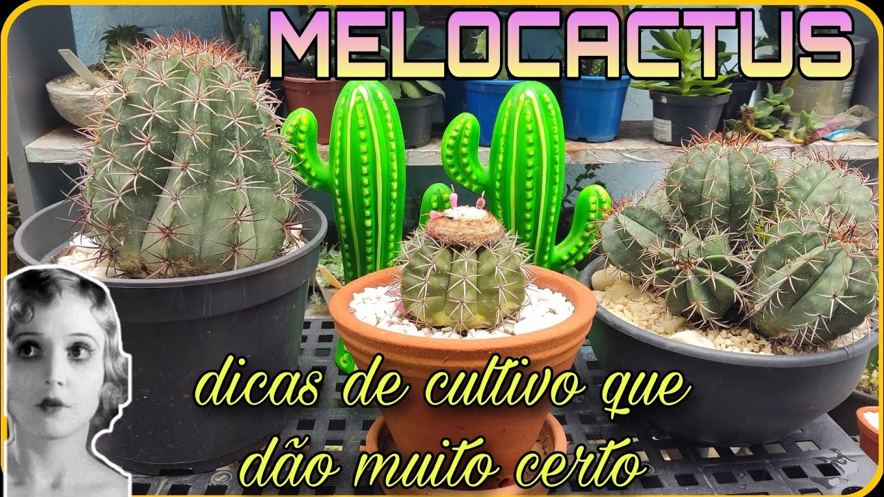 Cacto Melocactus, dicas de cultivo que dão muito certo, Dicas do canal ....