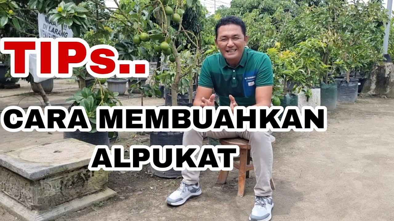 TIP's CARA MEMBUAHKAN ALPUKAT