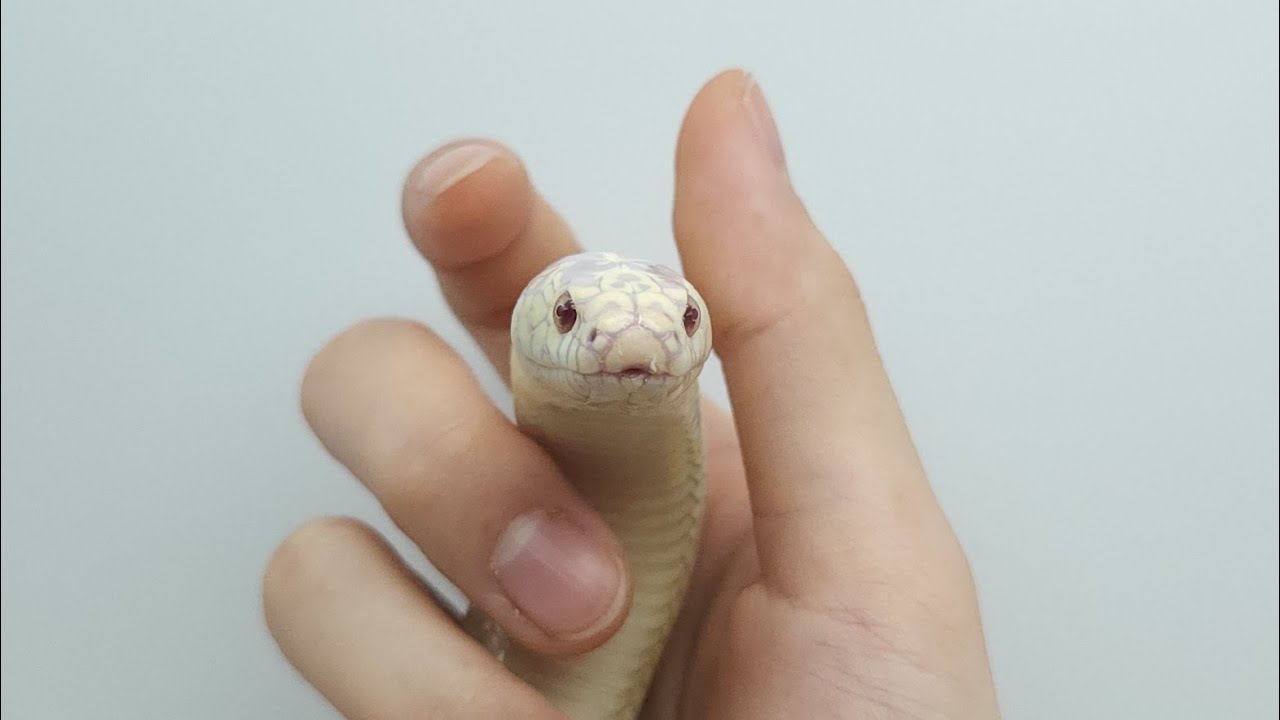 그냥 키우라고...???? 역대급 미모의 뱀을 아무런 대가없이 두고가셨습니다...