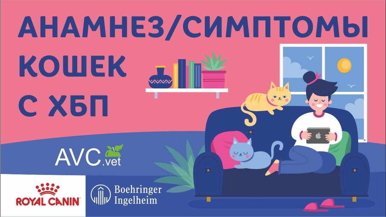 Анамнез/симптомы кошек с ХБП