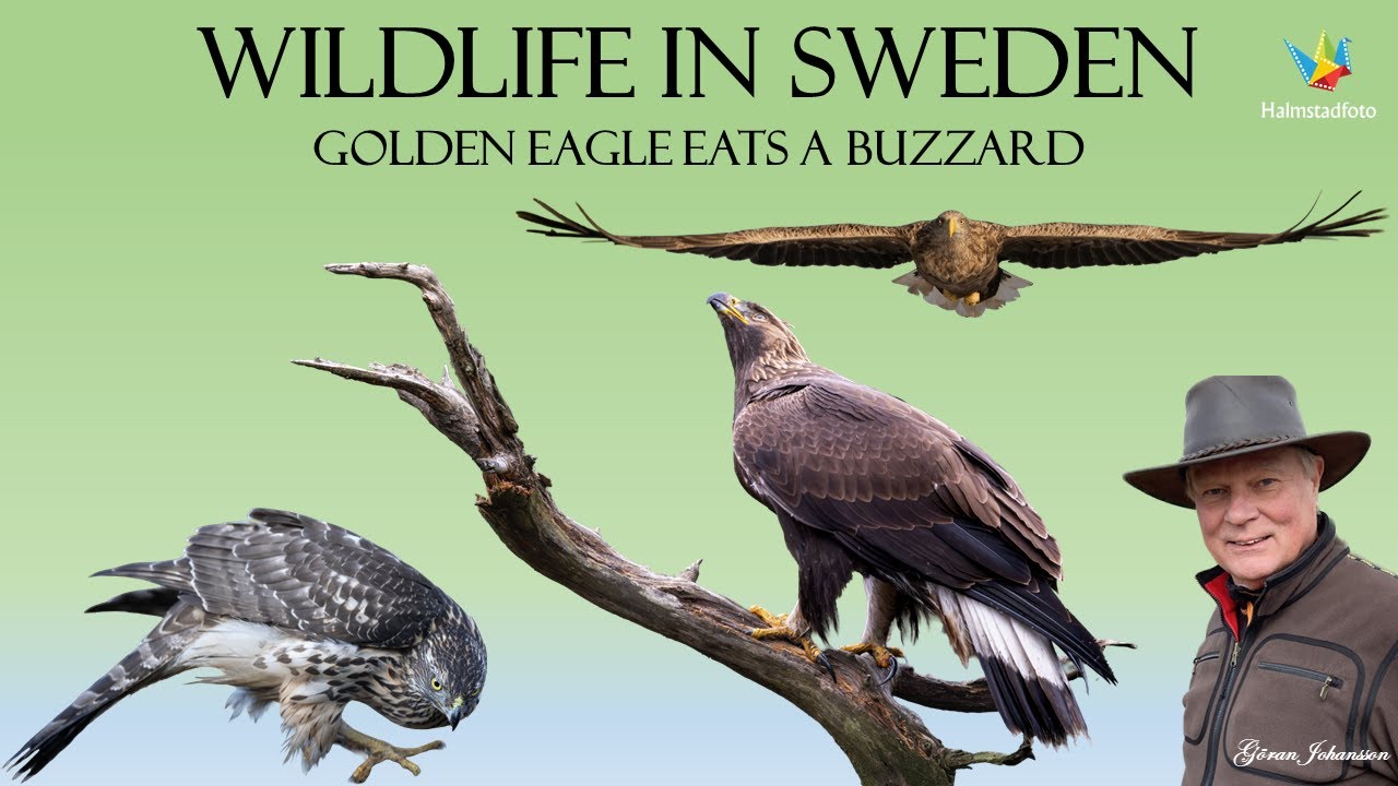 WILDLIFE PHOTOGRAPHY II Bird and nature with Nikon Z9. Golden eagle kills and eats a buzzard.