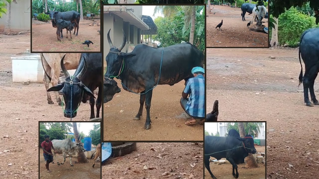 Kangayam cow || Milking || Karampasu maadu || Paal karakum || Vlog || Episode - 19