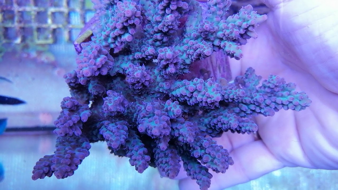Acropora Microclados-ULTRA CORAL GANDALF