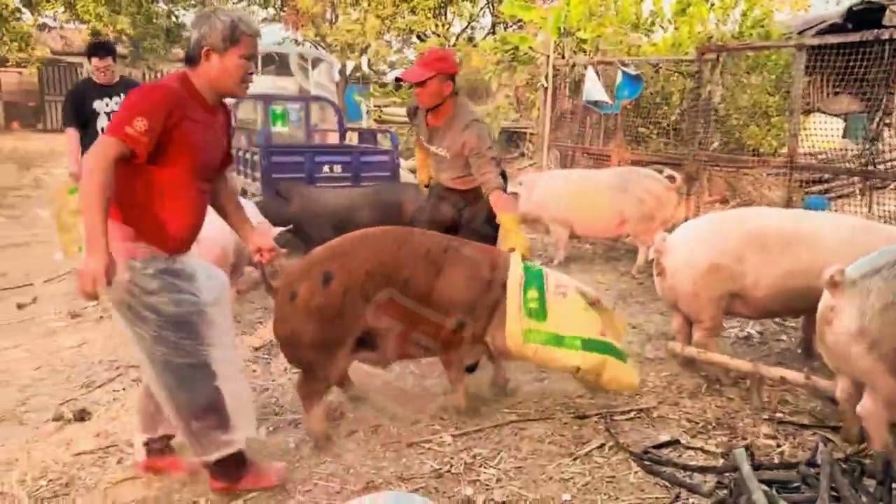 #China #WildPig #PigLife #PigCatching #FarmLife #RuralChina #Shorts | Catch It Fast