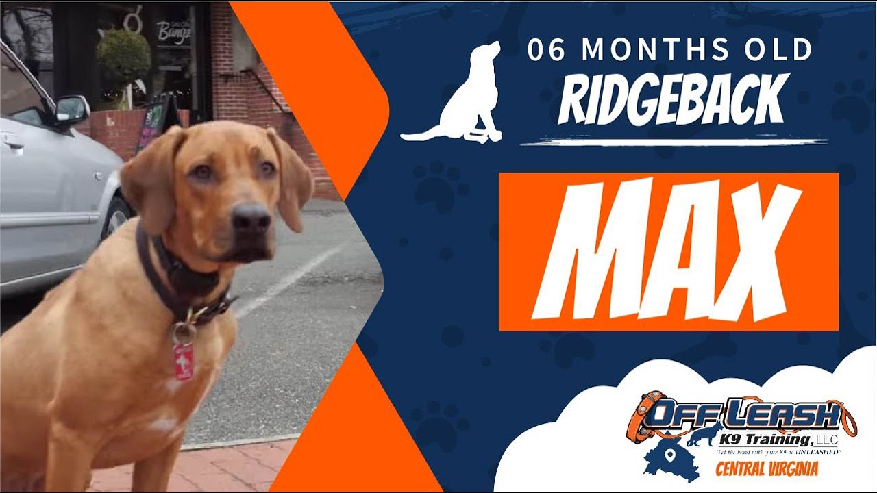 6 Mo. Old Ridgeback (Max) | Incredible Dog Training Virginia | Fredericksburg Dog Trainers
