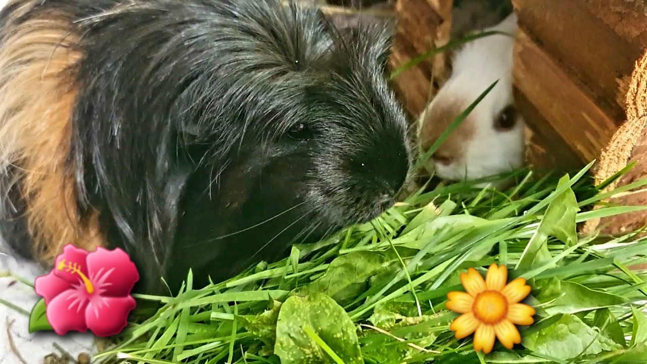 Szczęśliwe ŚWINKI Morskie🐹 HAPPY Guinea Pigs
