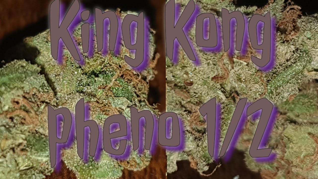🦍💥King Kong🦍💥 new strain review UK 2019