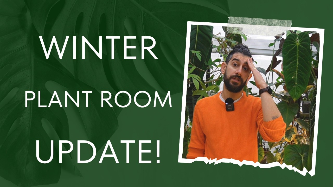 🌿 Autumn Winter Houseplant Tour 2024! Rare & Thriving Plants Inside 🌟