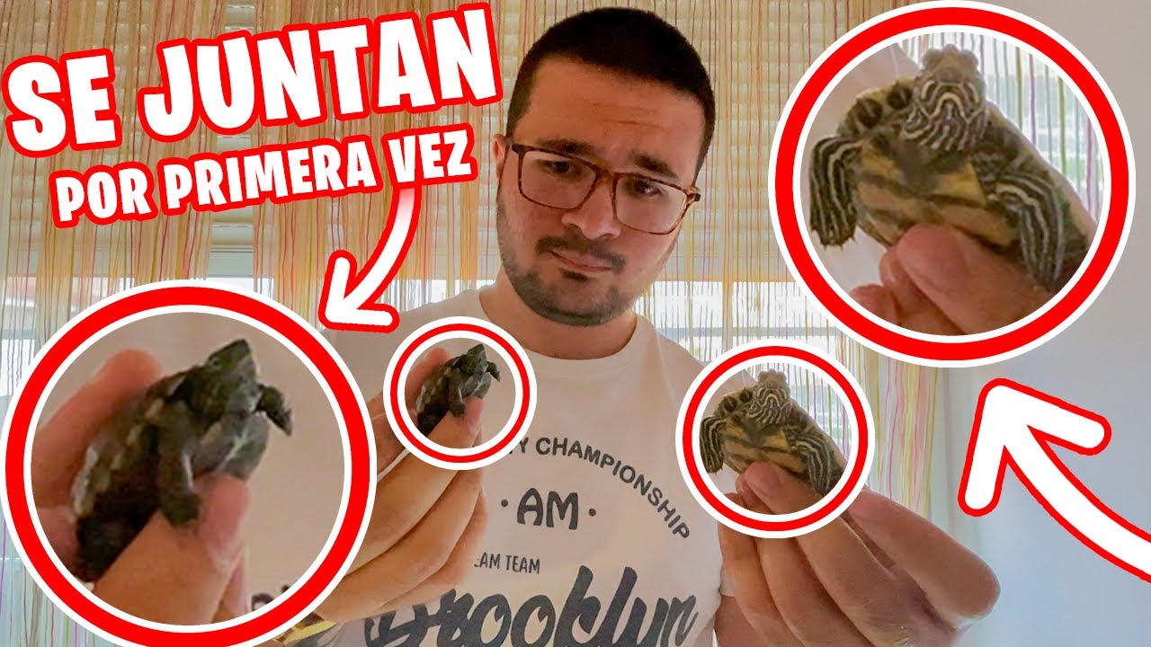 JUNTANDO MIS TORTUGAS EXOTICAS
