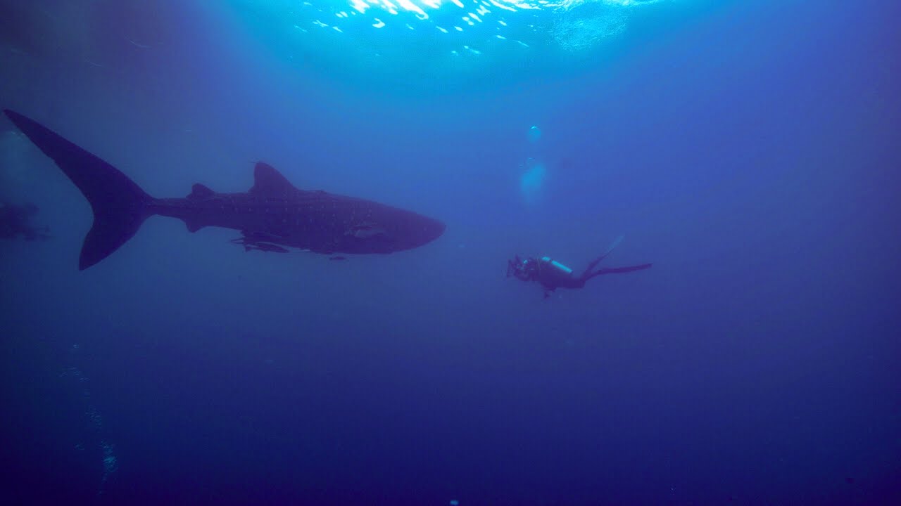 From Triton Bay to Raja Ampat - Diving 4k - The ultimate dive trip