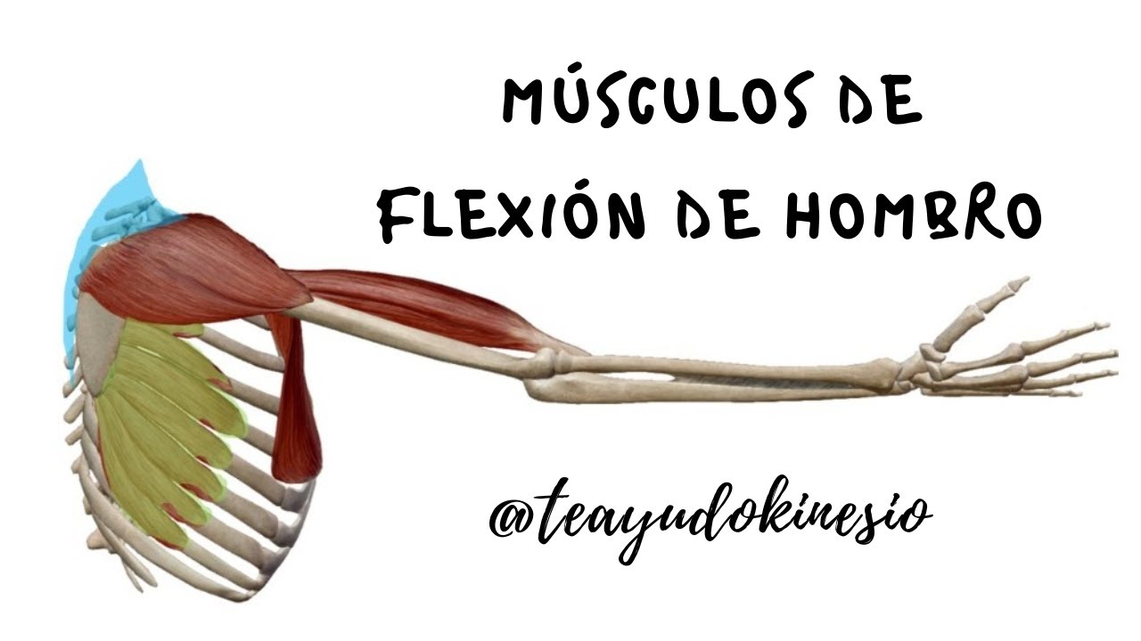Miocinética de flexión de hombro: agonistas, sinergistas y antagonistas.