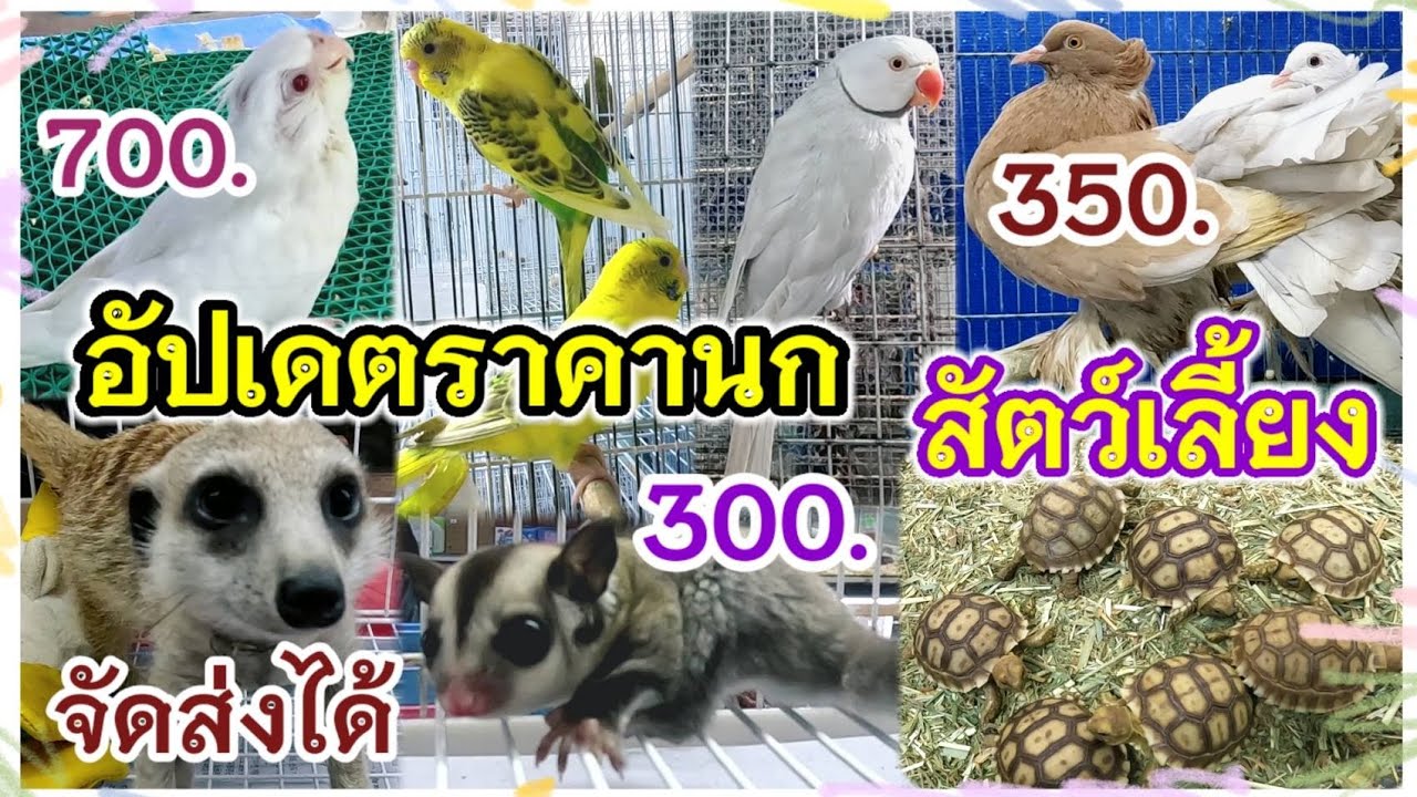 อัปเดตราคานก และสัตว์เลี้ยง จตุจักร มีนบุรี จัดส่งได้ ร้านไอซ์ 