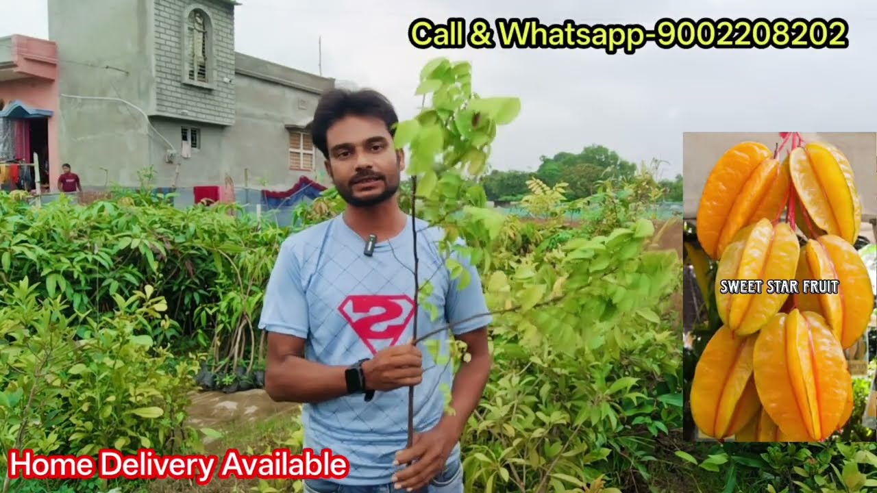 Lilipili fruit / black Suriname cherry / white langon / all fruit plant nursery / mirpur paikar 