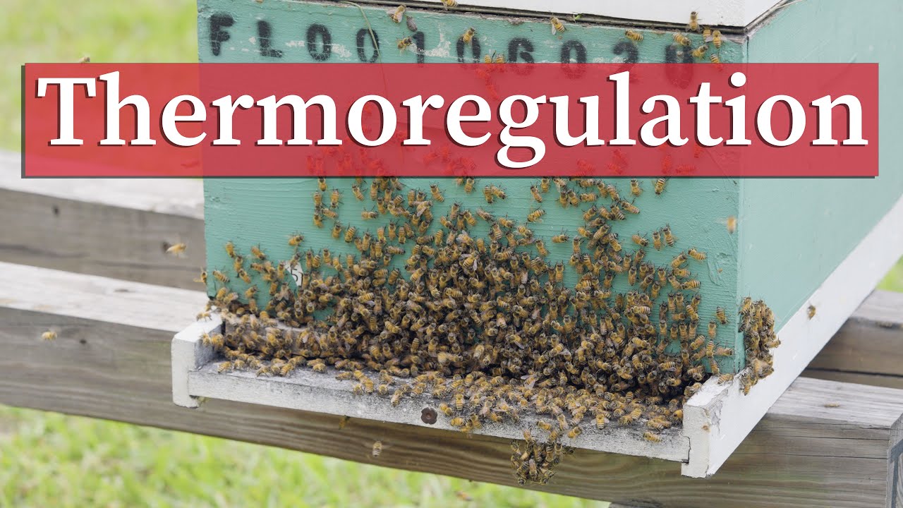 Honey Bee Thermoregulation | Beekeeping Academy | Ep. 65
