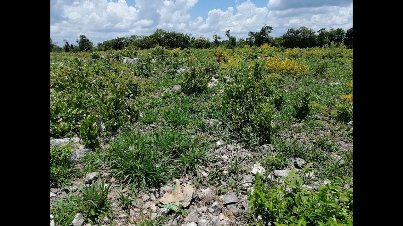 7 años produciendo gran cantidad de becerros con mulato II en suelos altamente pedregozos.