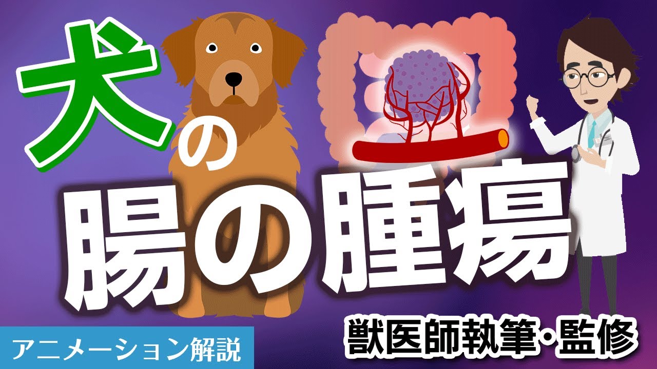 犬の腸の腫瘍について【獣医師執筆監修】症状から治療方法