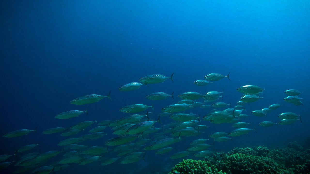 Soma Bay | The Breakers Reef