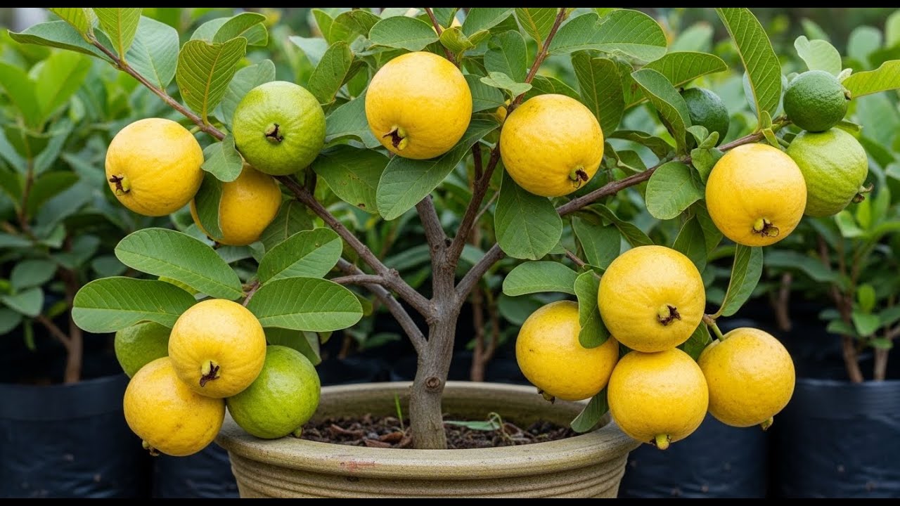 How To grafting  Guava Trees In Red onion Cutting Faster With Carrot, how to grow Guava Trees