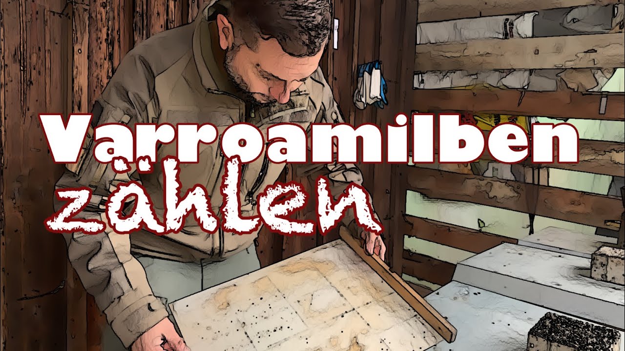 Varroamilben zählen! Imkern ! Bienen !