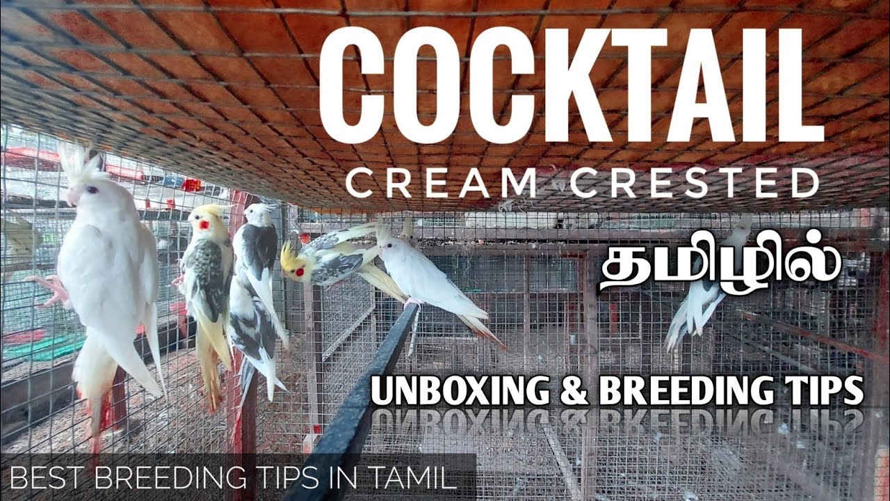 Cream Crested Cocktail UNBOXING & Breeding Tips | தமிழ் | best Breeding Tips ever 
